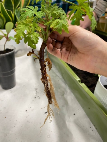 589675373_1597905508099190_2874835549155985943_n