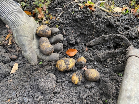 Jak powstają ziemniaki?